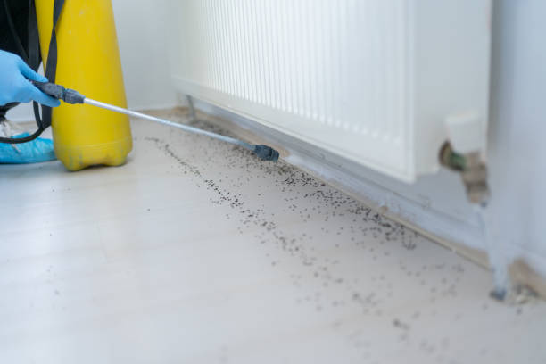 Best Ant Control Services  in Dublin, TX